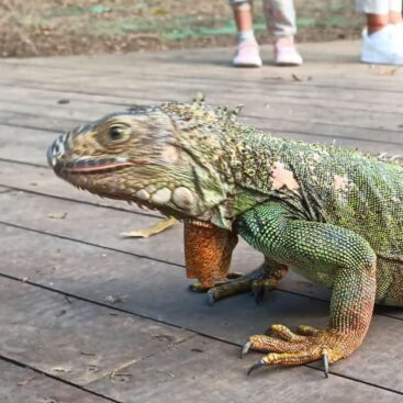 Leguan